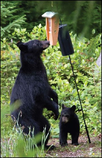 bear photo WDFW.jpg